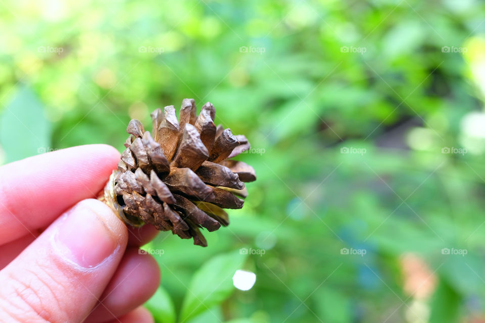 Hand holding a pine cone