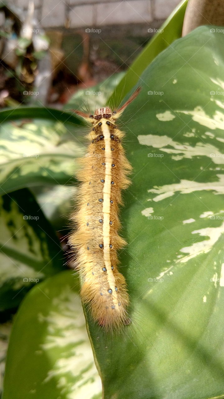 i take this fhoto from outdoor in the day time