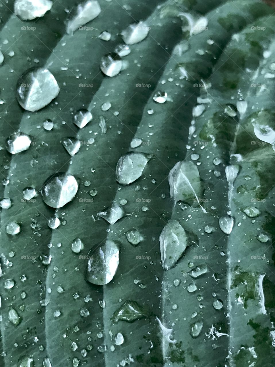 Meeting of raindrops 