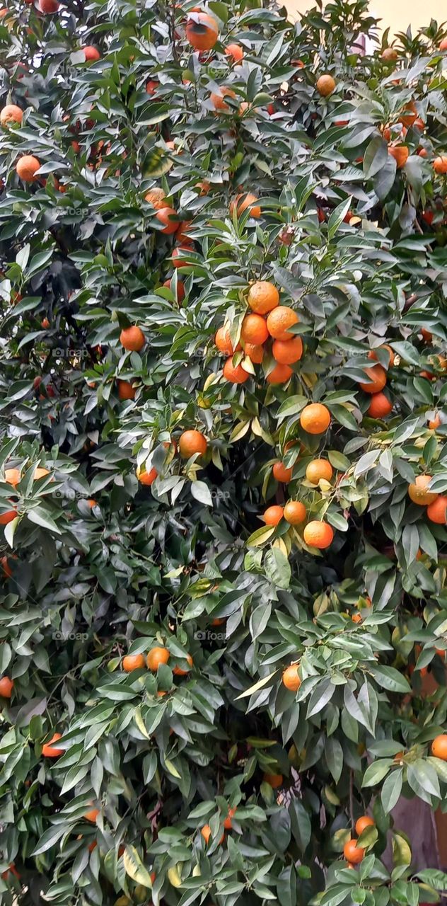 tangerine tree