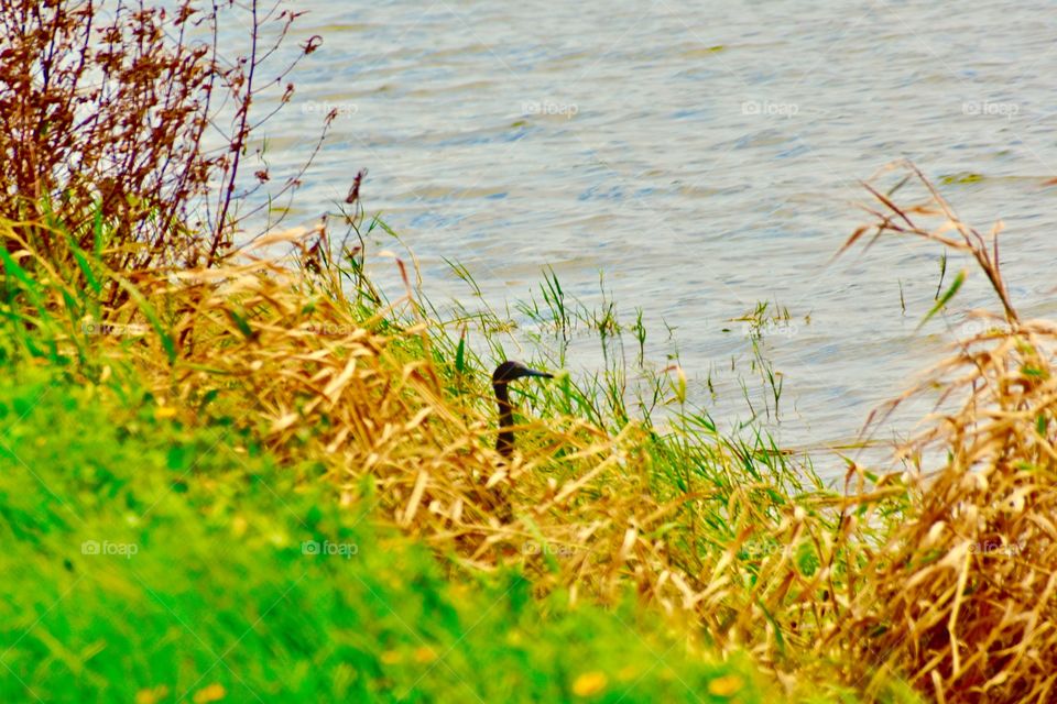 Heron hiding