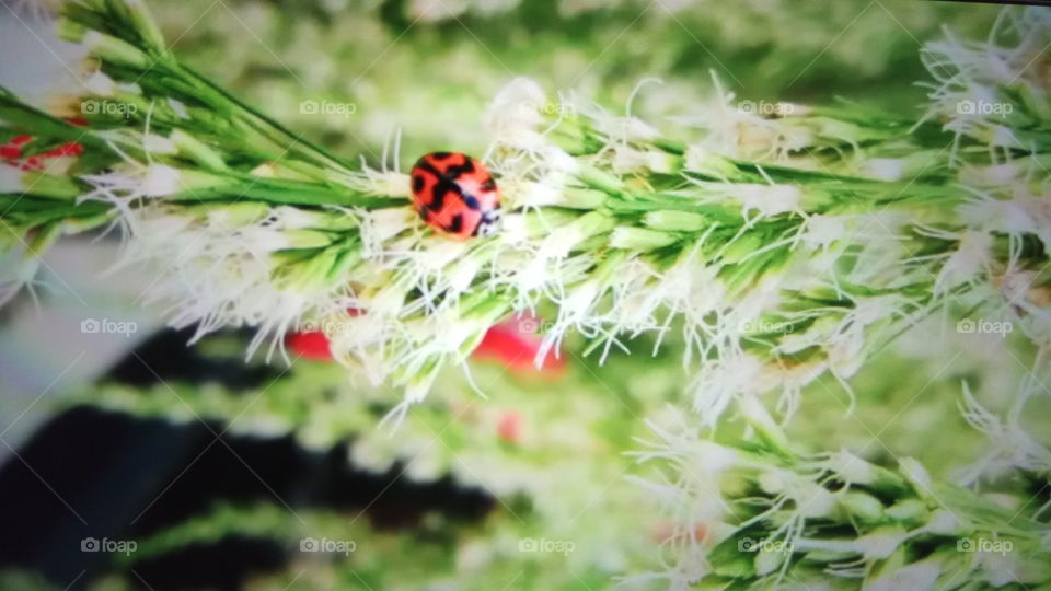 ladybug nature animal