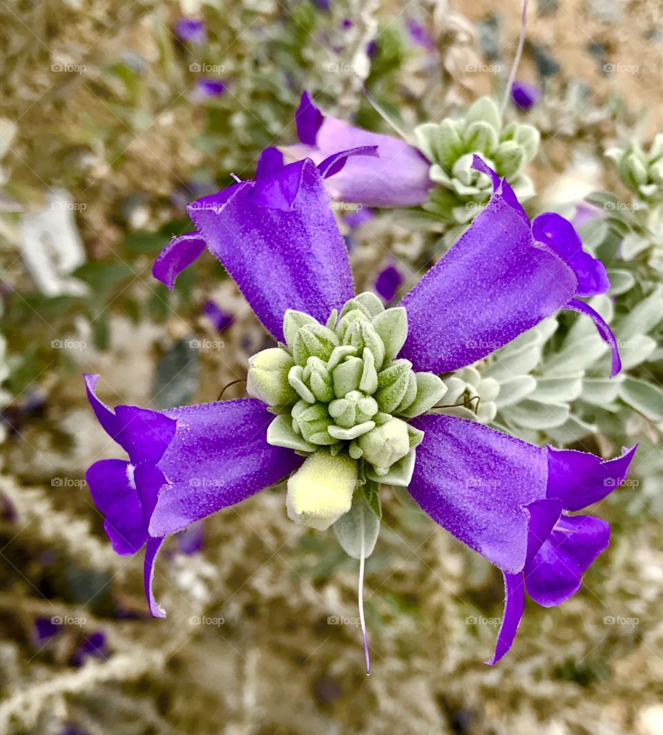 Four Purple Blossoms