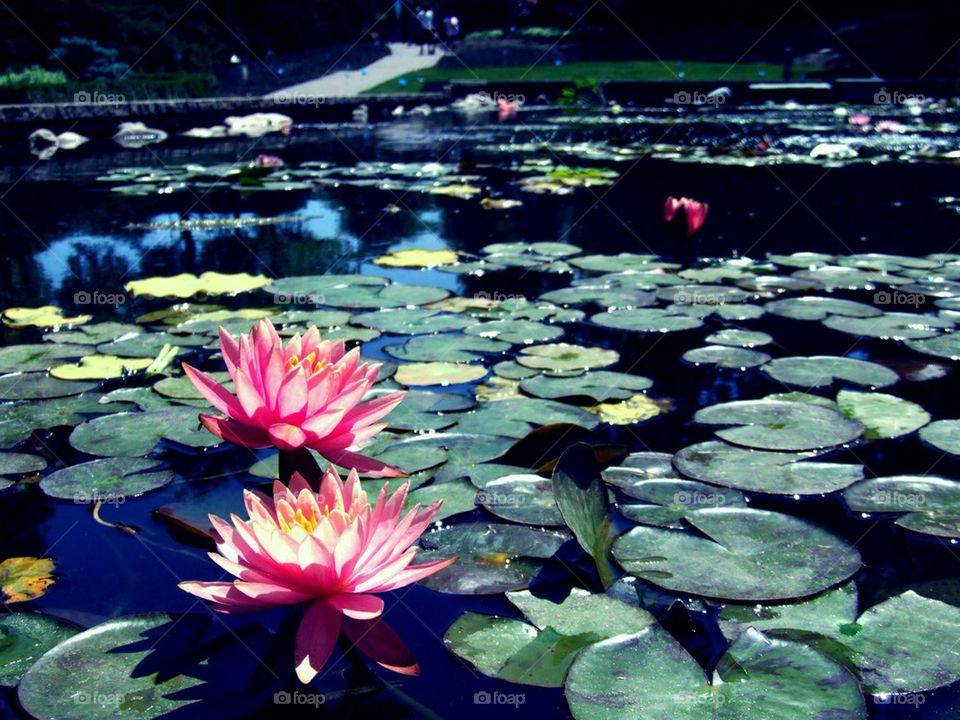 Flowers growing in a pond