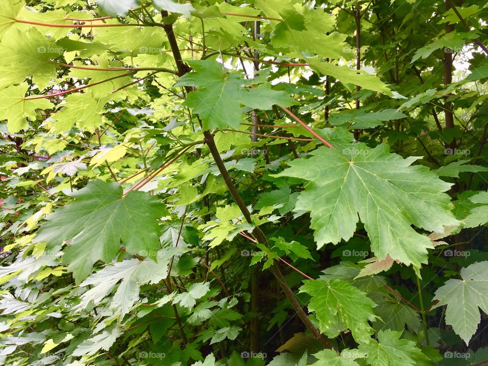 A curly maple, Acer Platanoides, in a broad-leaved forest