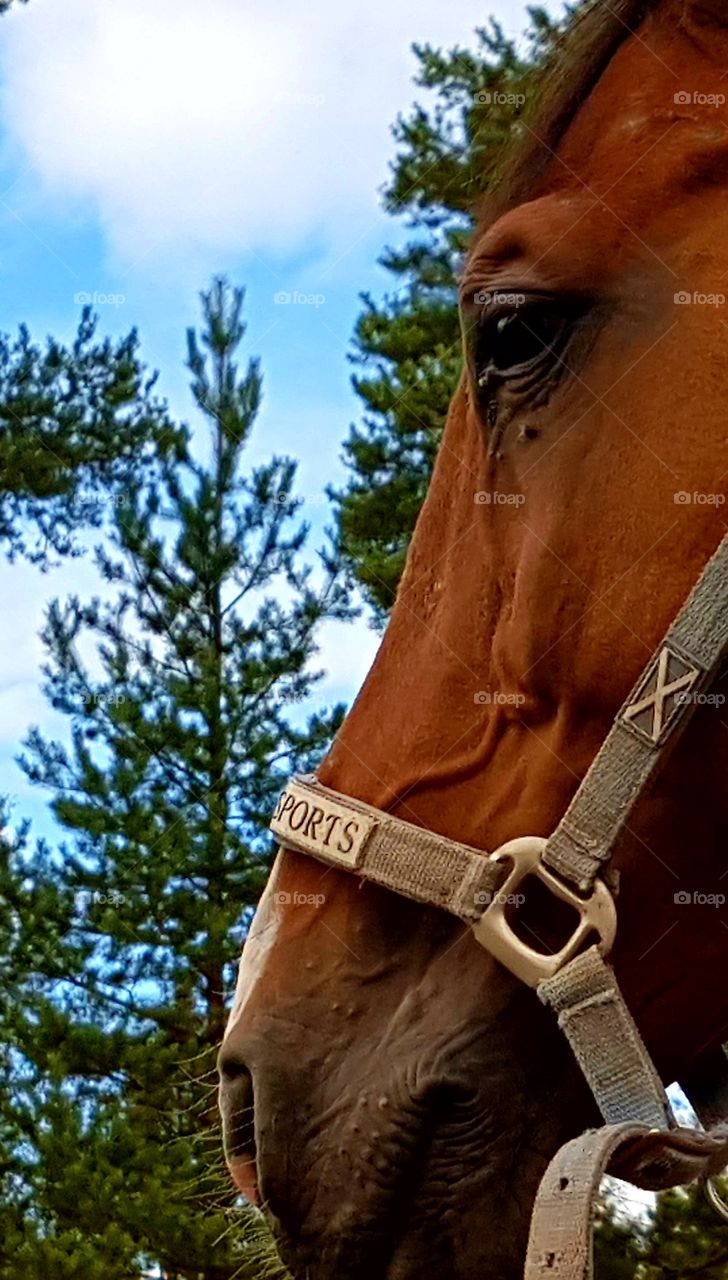 Horse snout