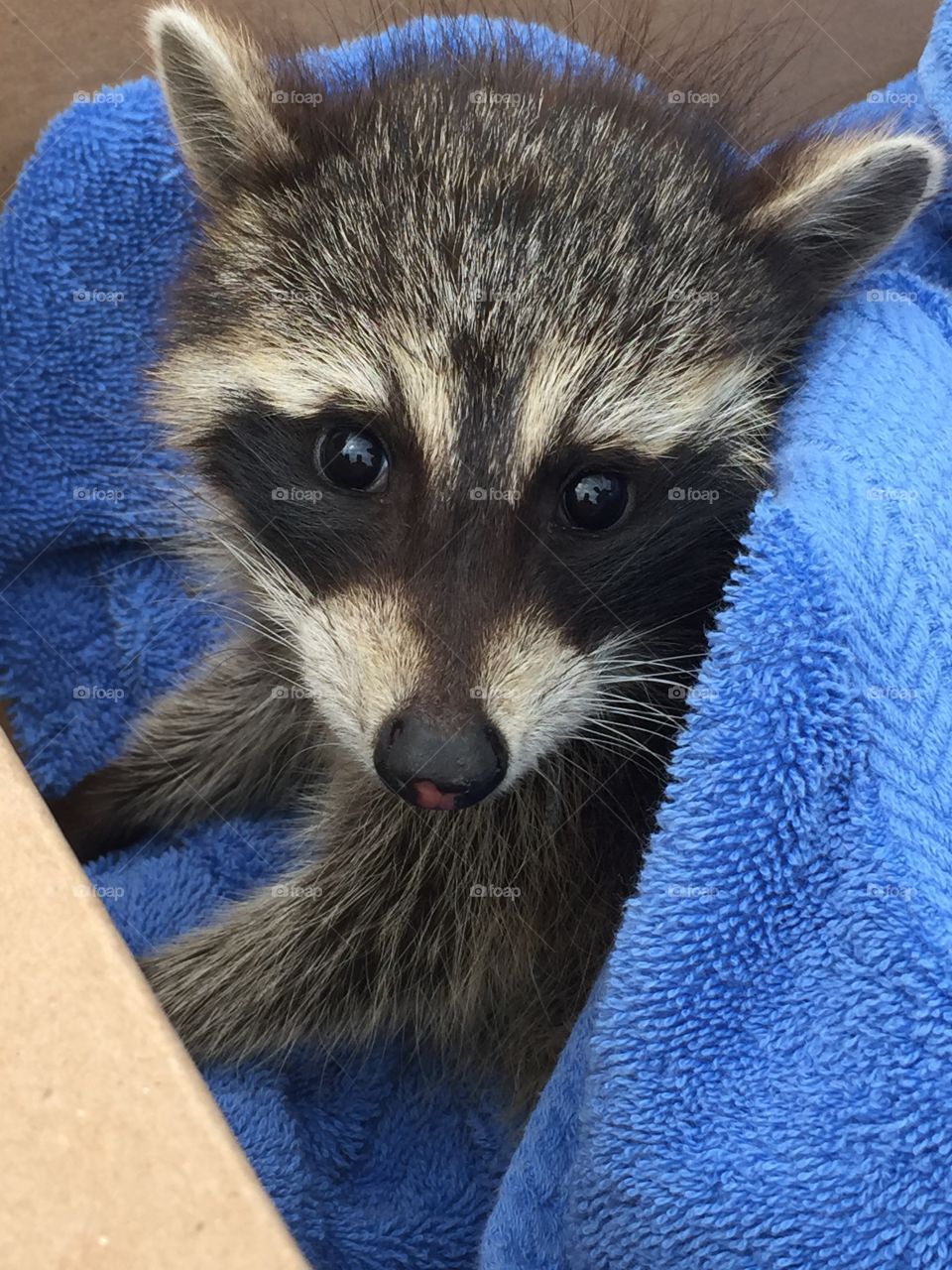 Animal, Mammal, Cute, Fur, Portrait