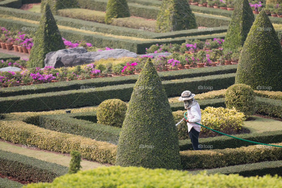 Topiary, Garden, Hedge, Flower, No Person