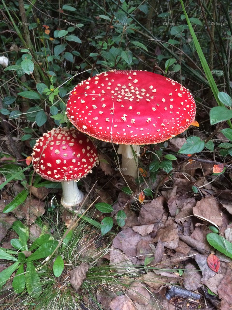 Mushroom amanita muscaria fungi hongo alucinógeno argentina Córdoba naturaleza nature 
