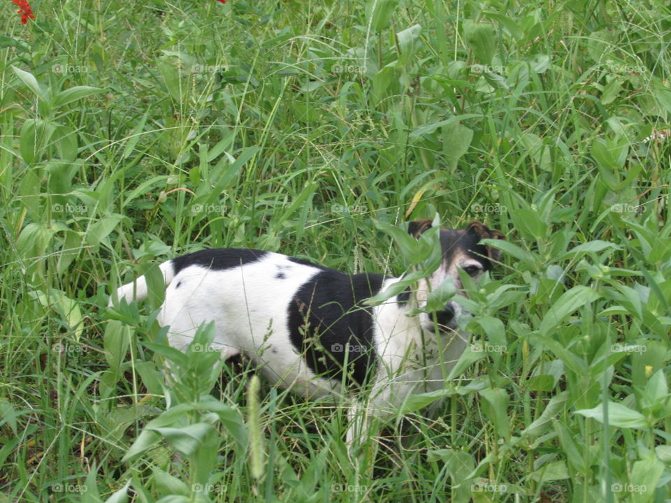 Jack Russell dog puppy in the grass