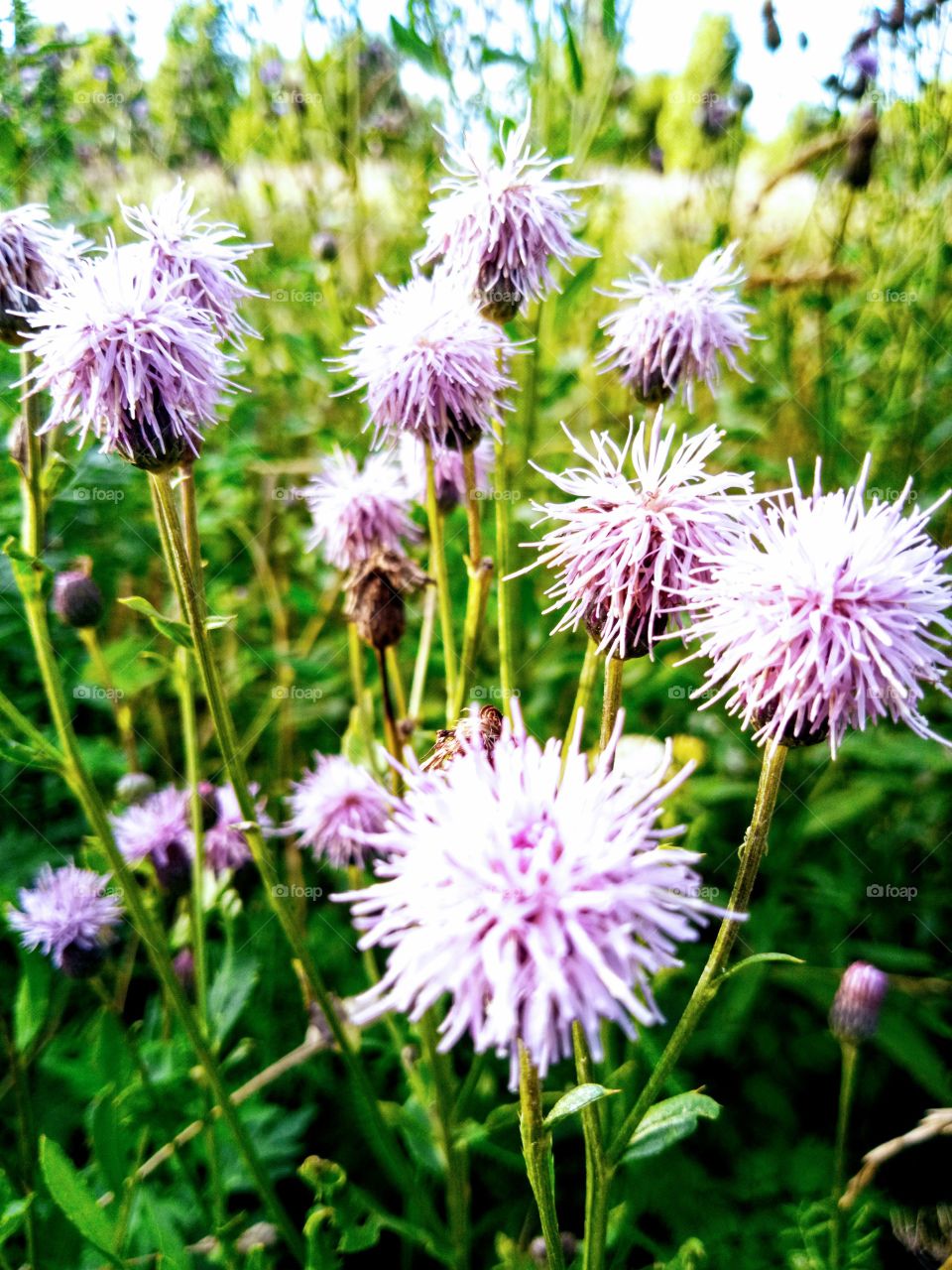 полевые цветы