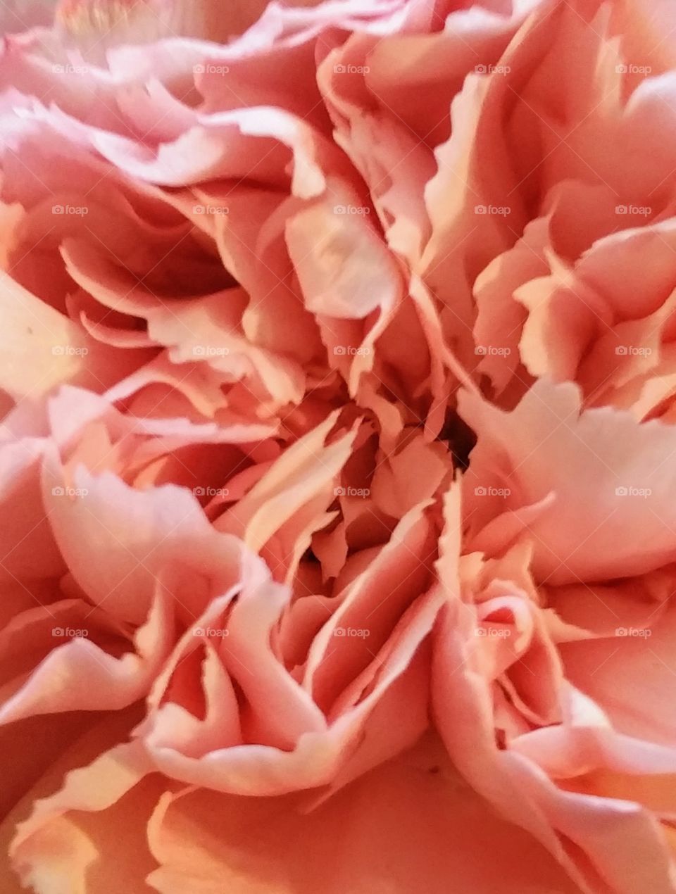 Soft Pink flower folds