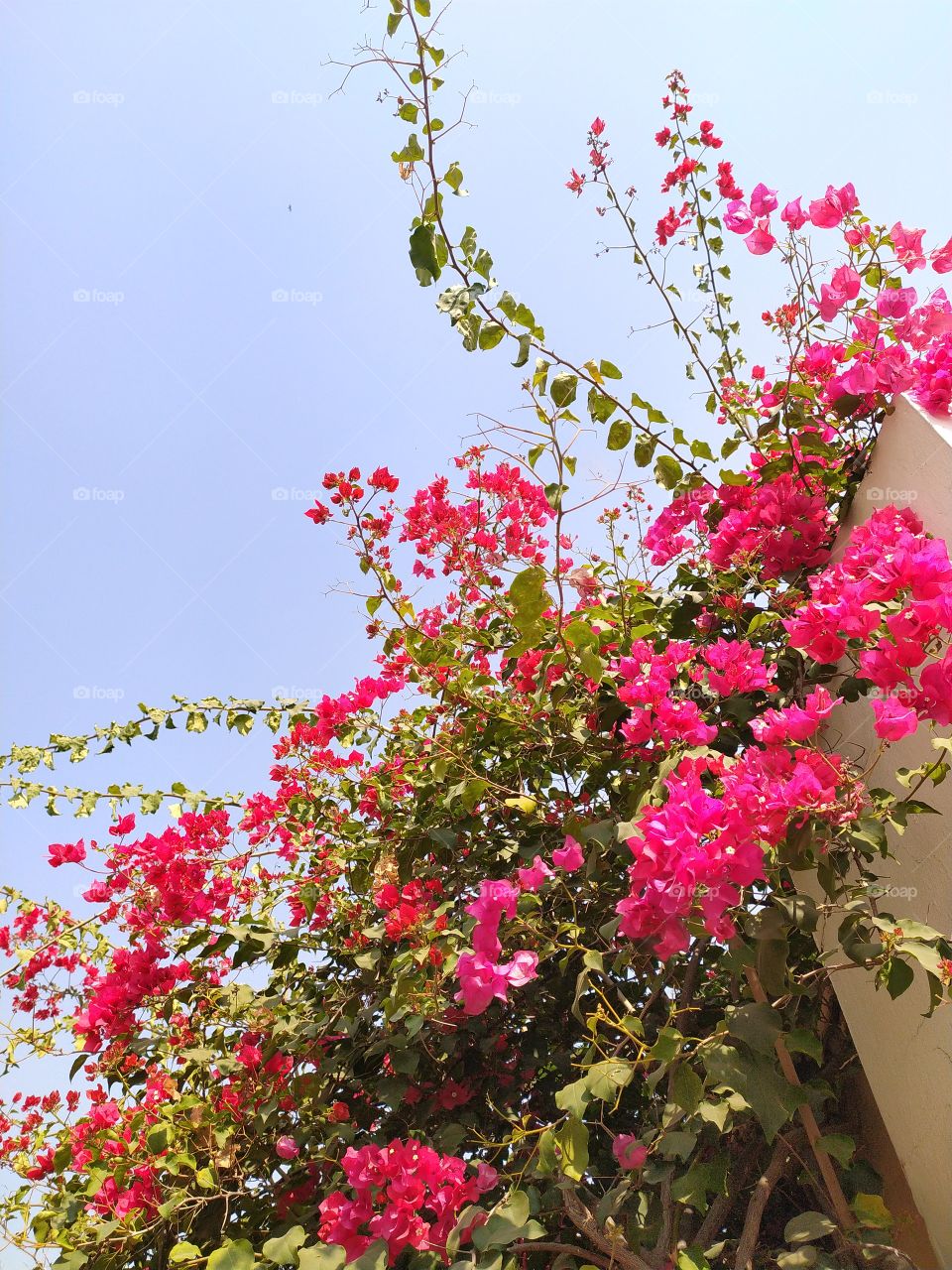 Unending trail of colours