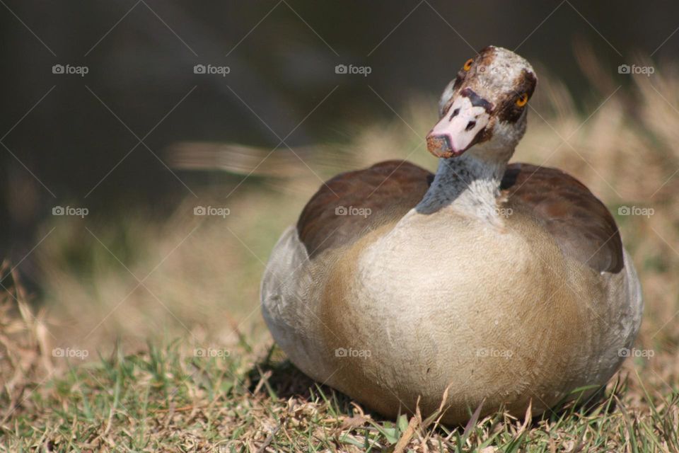 a friendly Egyptian goose