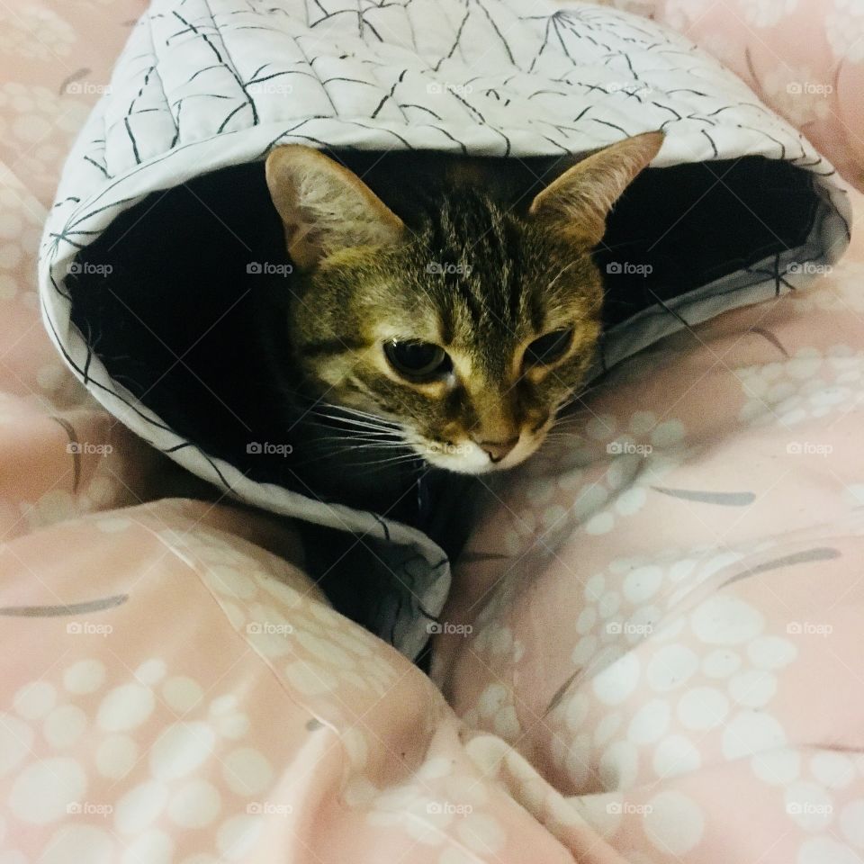 Cat keeping warm blankets