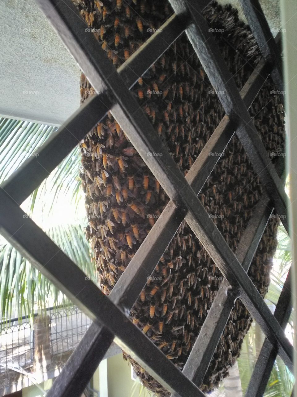 stick honey Cool beekeeping