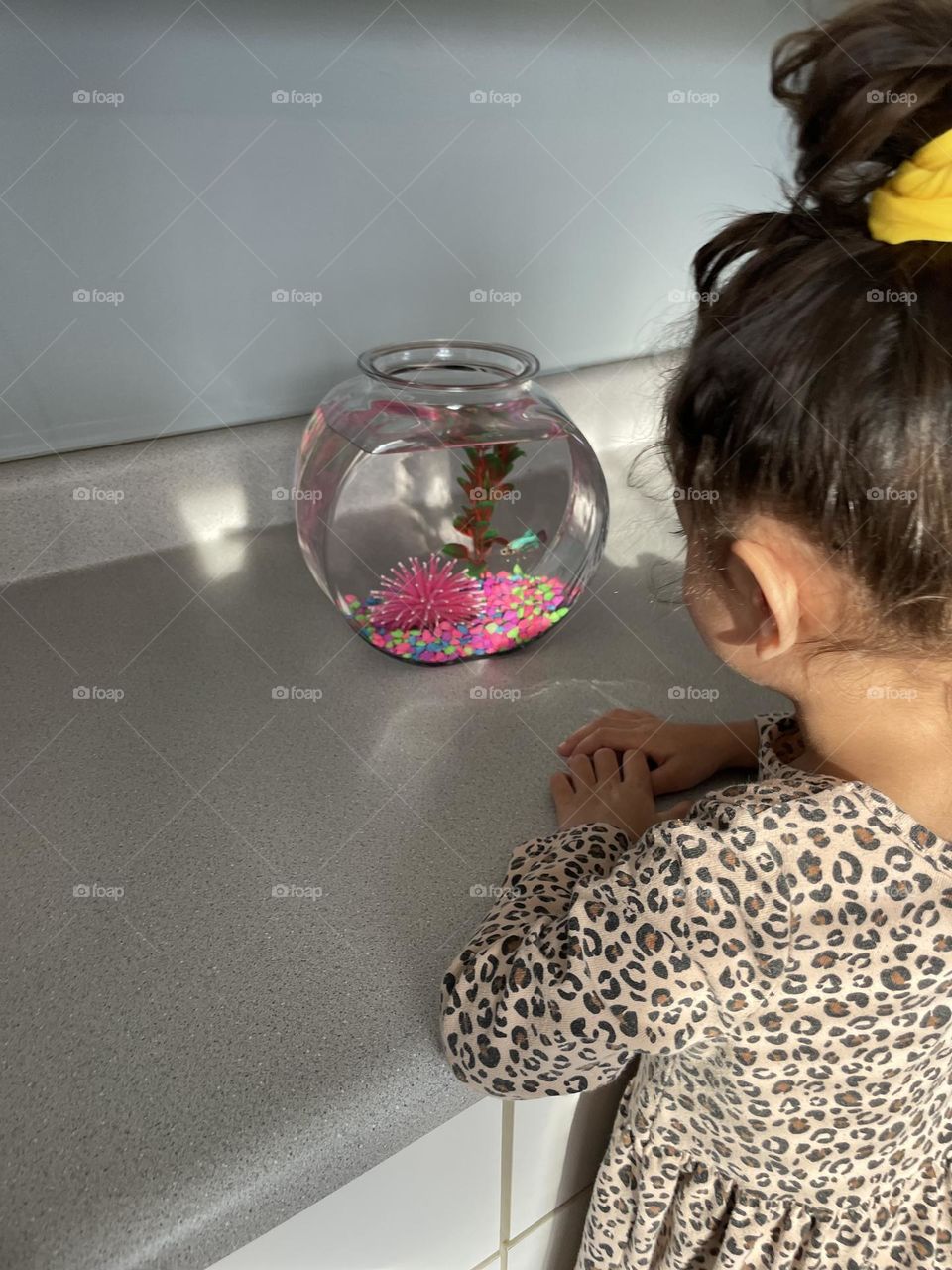 Toddler girl watches fish in tank, toddler excited about new pet, watching fish swim, little girl excited about new fish, Betta fish swimming around tank, Siamese Fighting Fish as a pet 