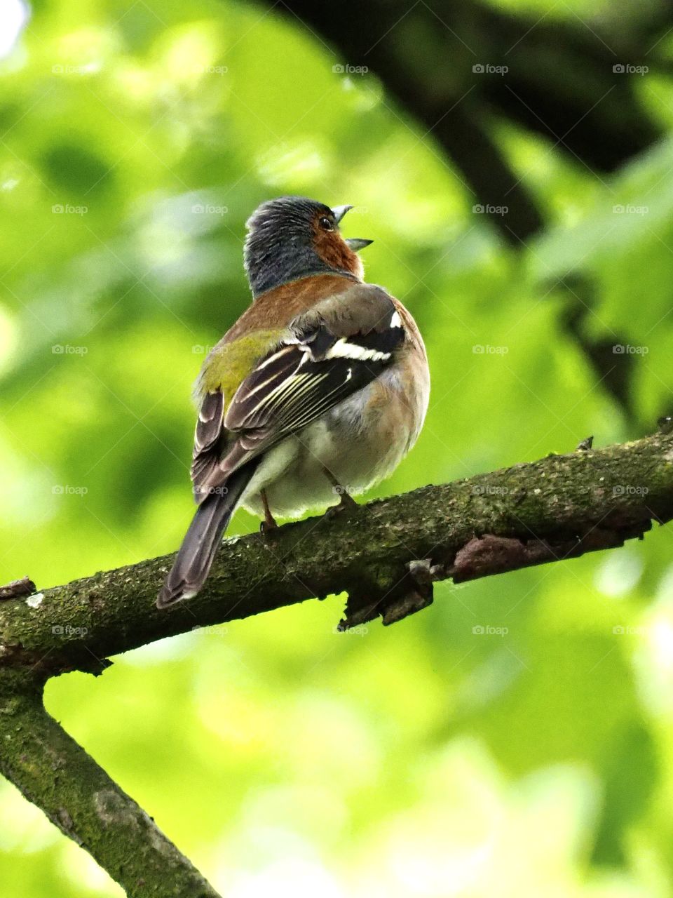 Chaffinch