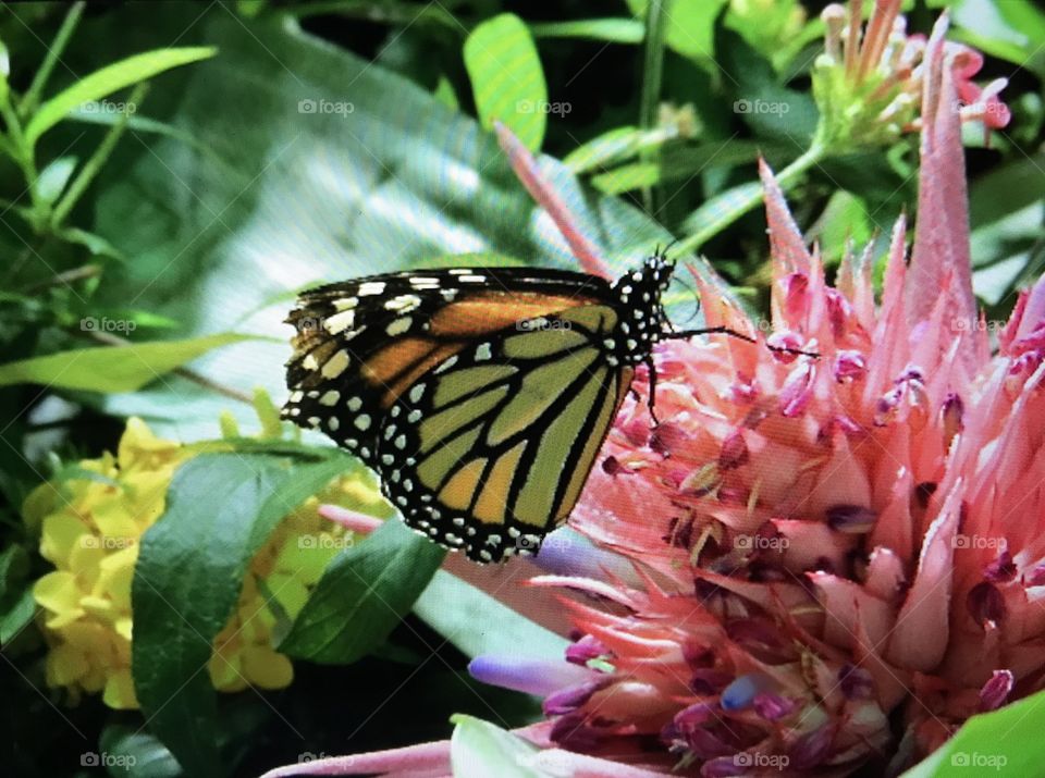 Pretty butterfly and flower