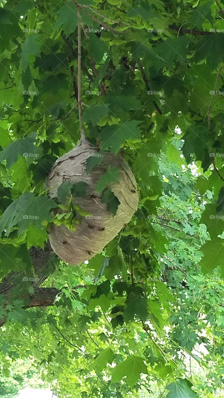 large wasp nest