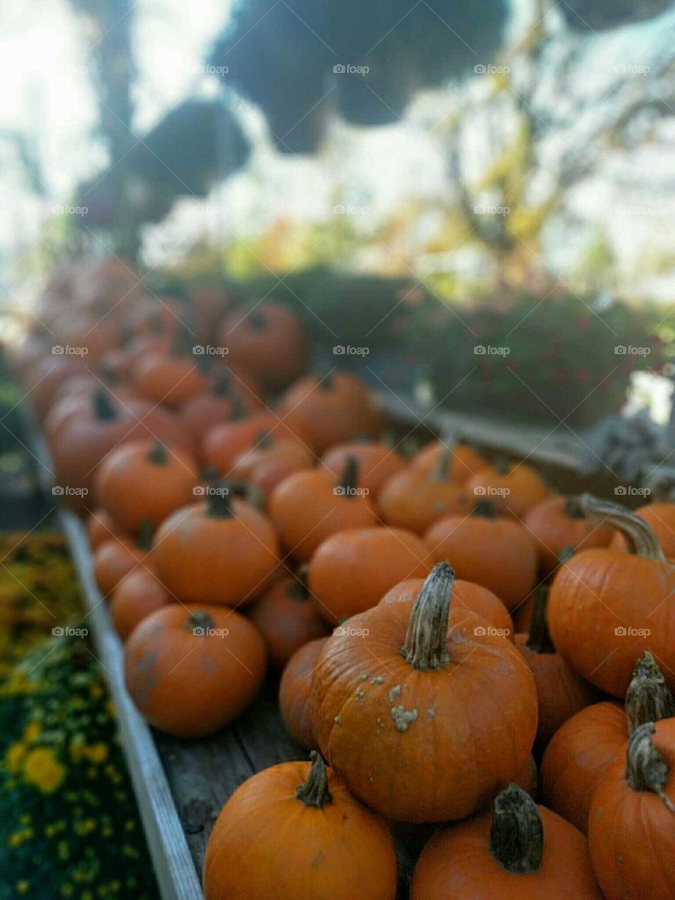 Pumpkin, Fall, Halloween, Pasture, Thanksgiving