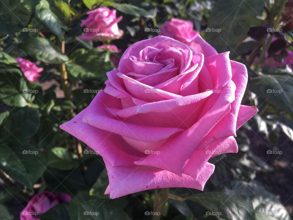 The roses blooming season. The beautiful summer flowers. Rose flowers, buds and leaves background. The beauty of roses petals. 