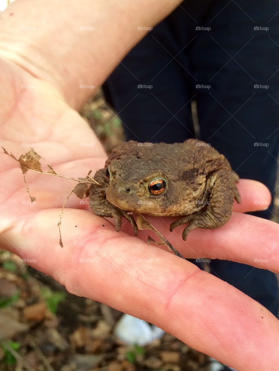 Toad In The Hand