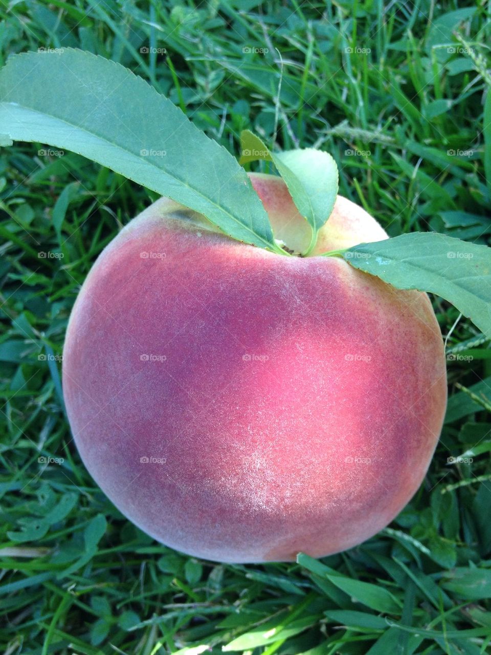 Just peachy