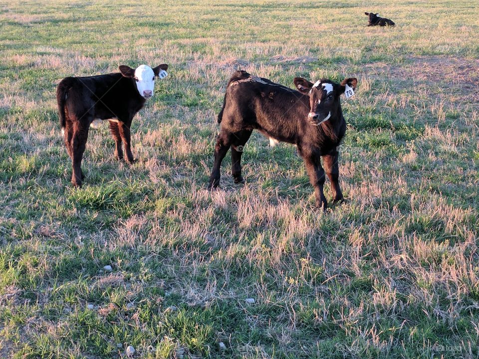 Playing calves