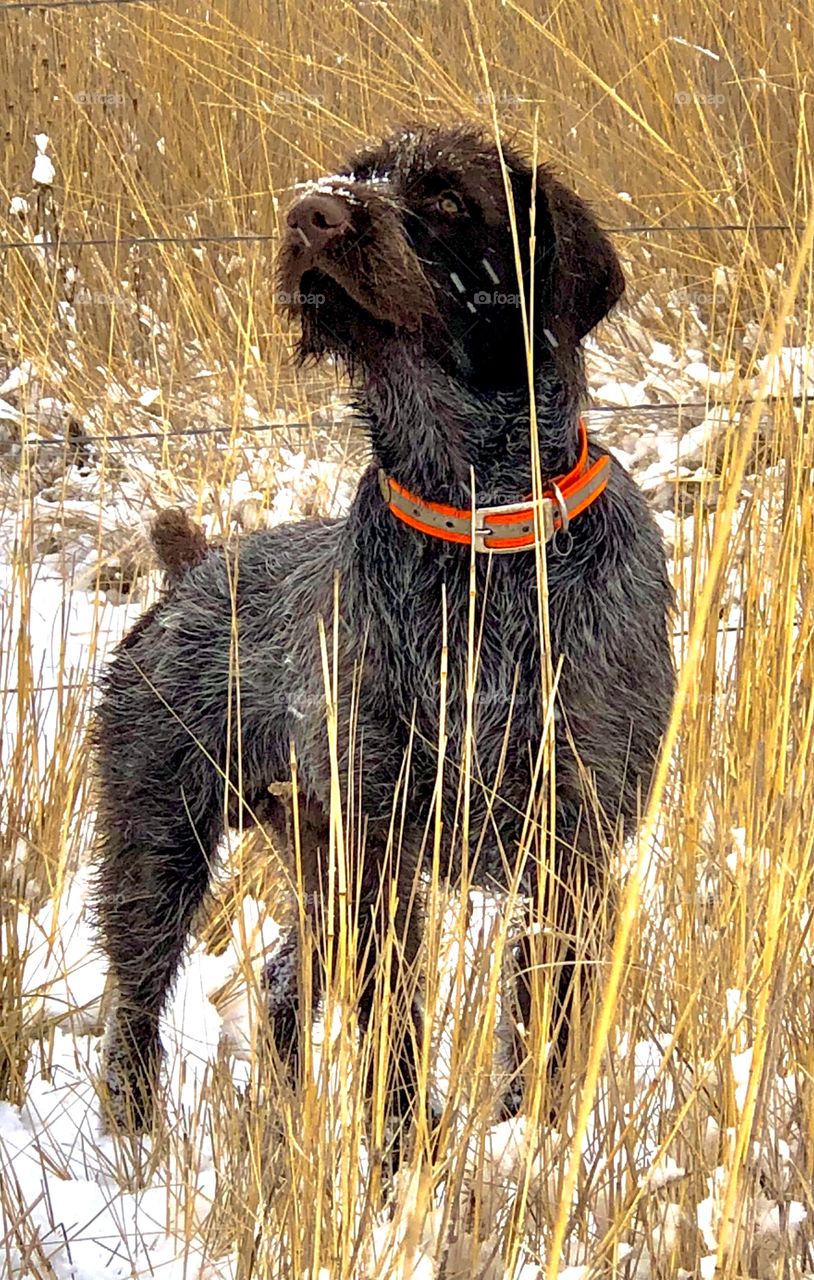 Wirehaired Pointing Griffon in the field