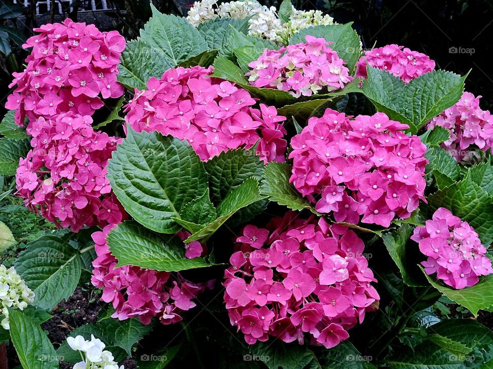 Pink hydrangeas in bloom