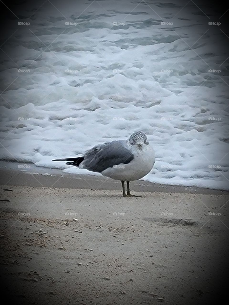 seagull