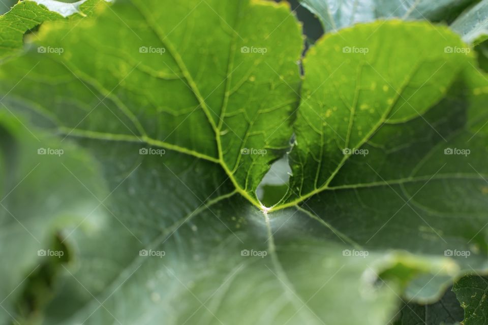 Zucchini leaf 