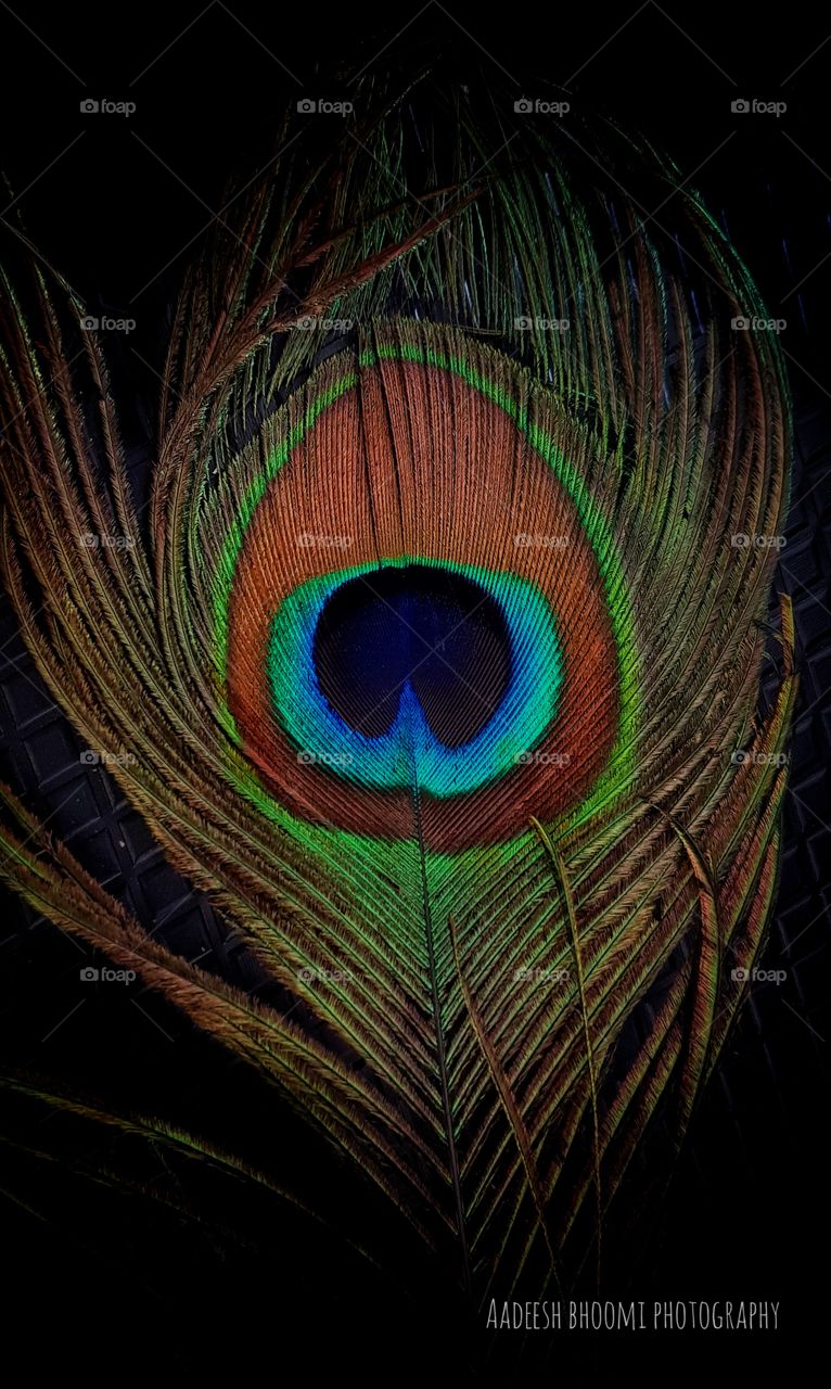 The most beautiful feather.