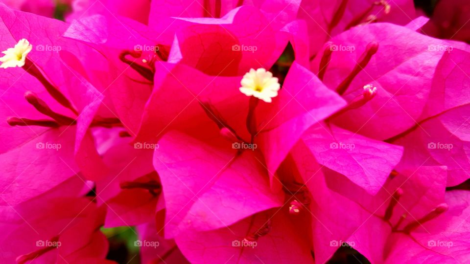 Bougainvillea. found these at Wimberley trade days