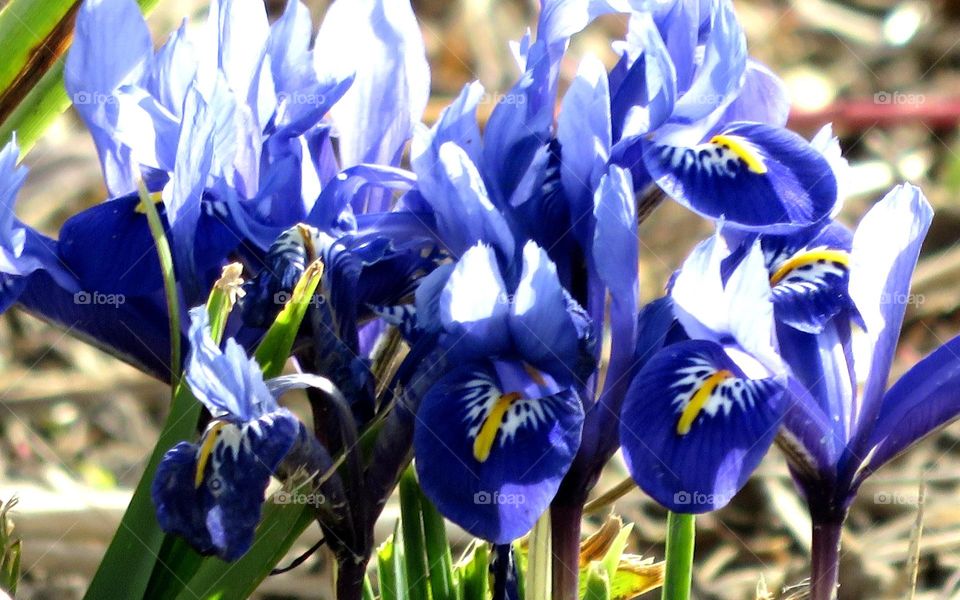 irises