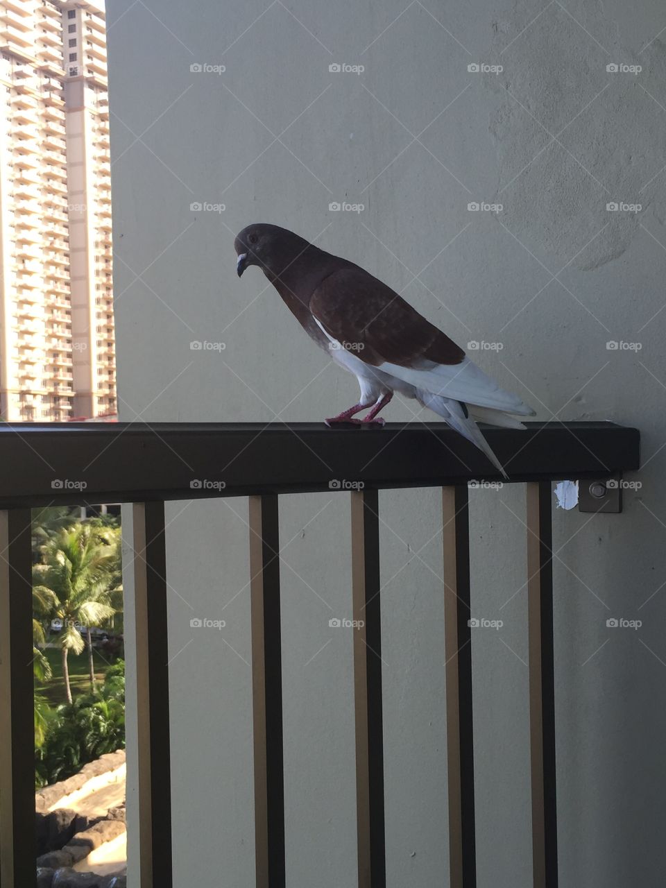 Bird, No Person, Side View, One, Daylight