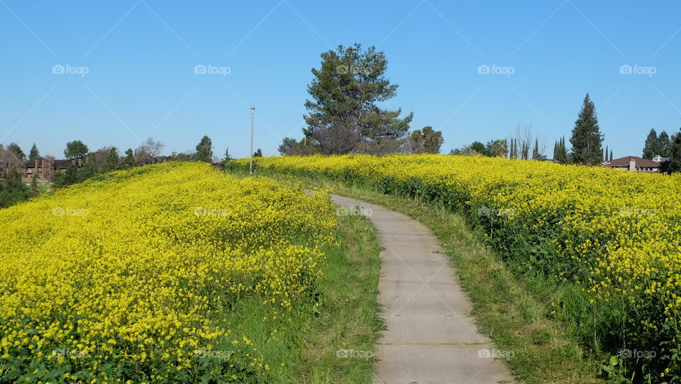 Path going through a field of spring flowers