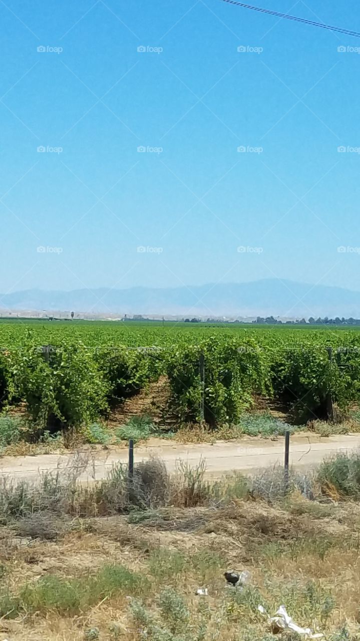 California grapevines