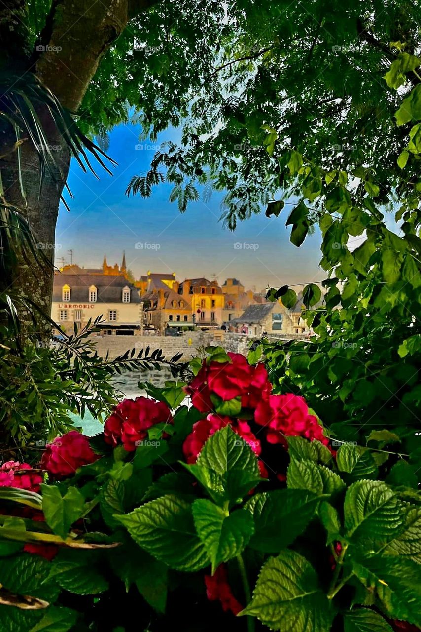 View on Saint-Goustan's houses through a tree, a shrub and a red hydrangea