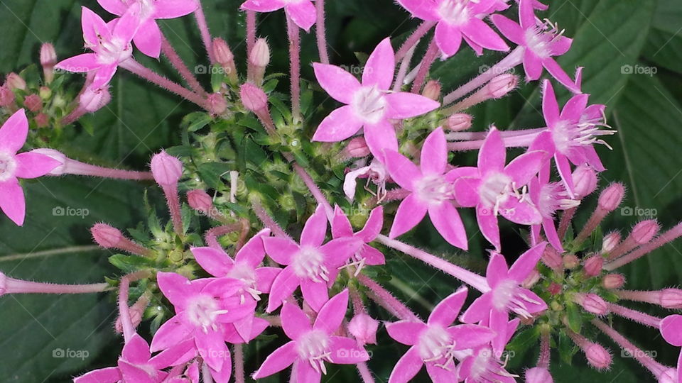 Pink Penta Flowers