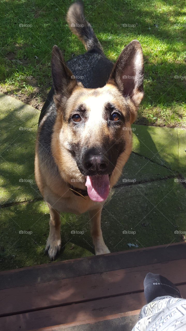 Smiling German Shepherd