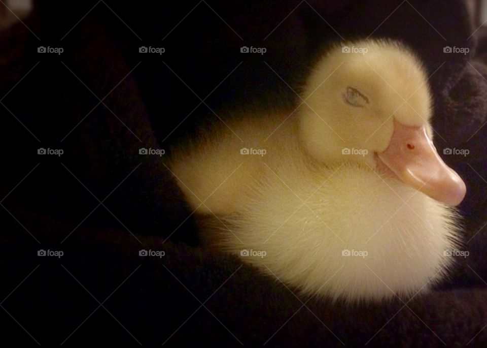 Sleeping Duckling 