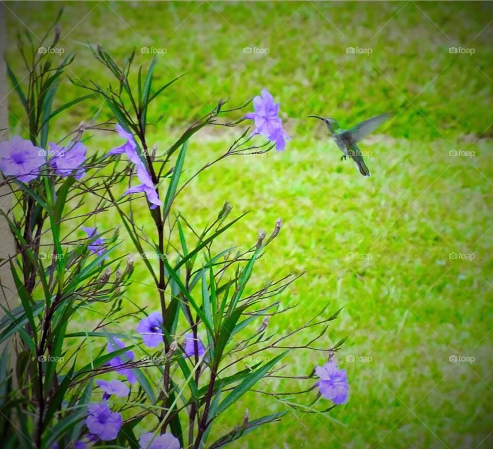 Beautiful hummingbird 