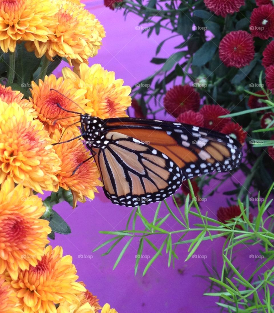 Monarch butterfly with colorful flowers