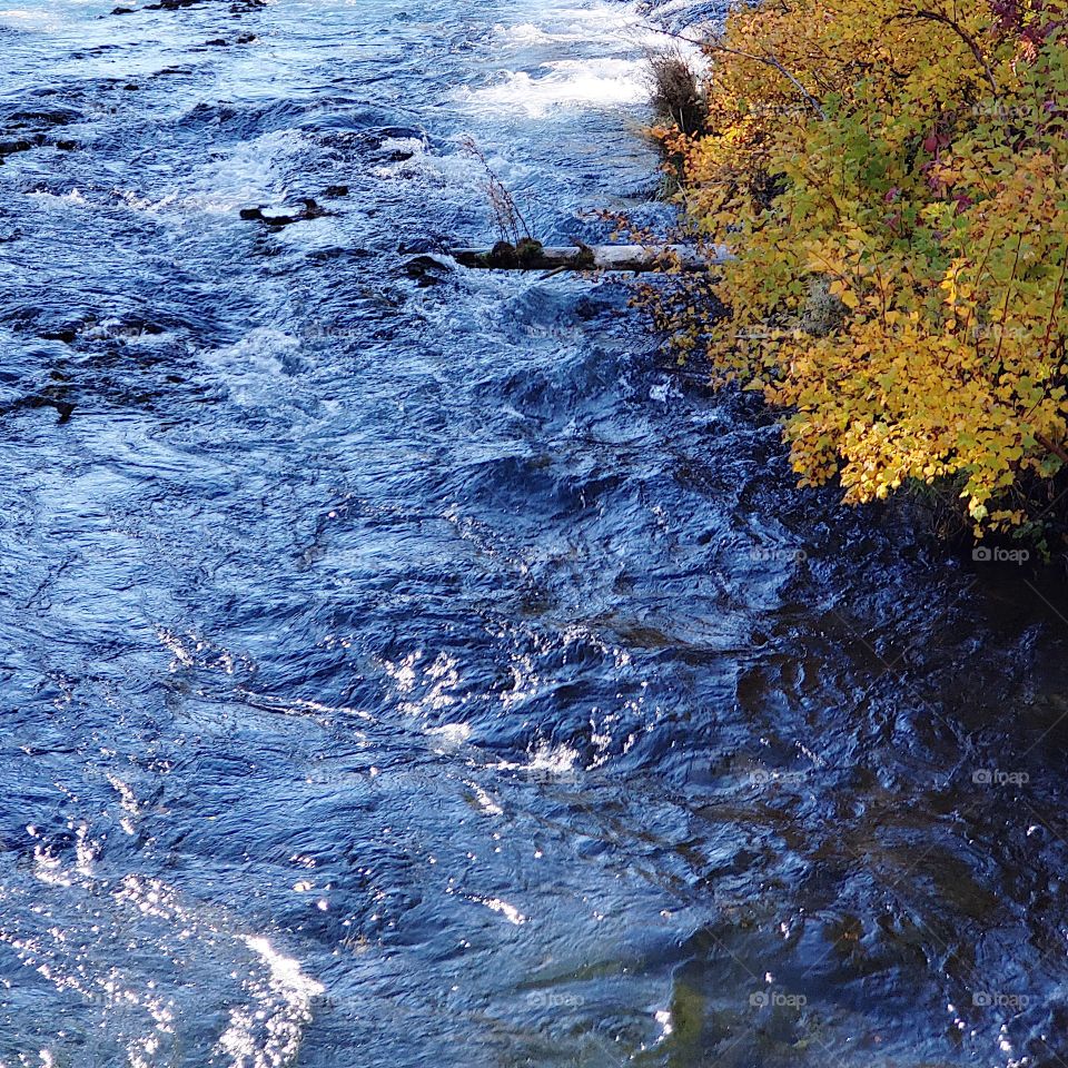 Stunning fall colors on the riverbanks of the turquoise waters of the Metolius River at Wizard Falls in Central Oregon on a sunny autumn morning.