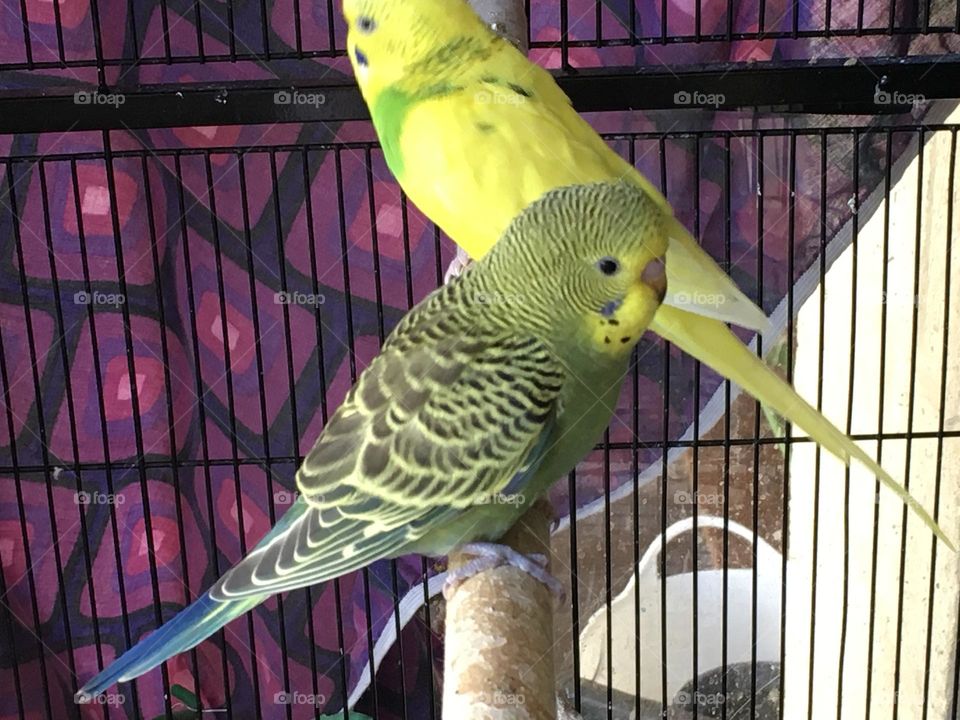 Budgie baby and friend
