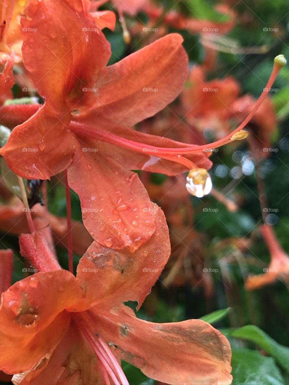Close up of rain dripping from the stamen of an orange flower near a community garden in Brevard, NC