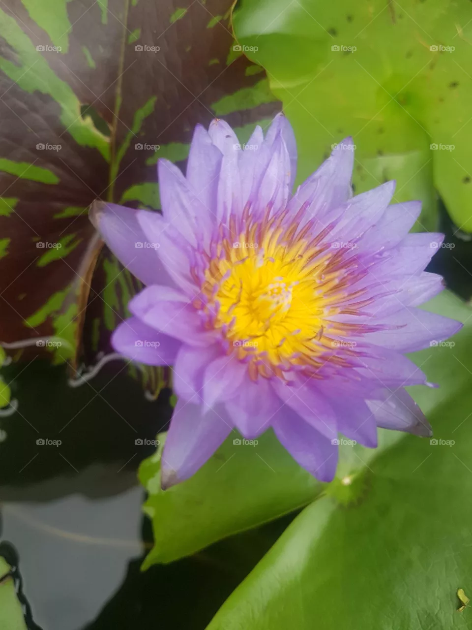 colored lotus