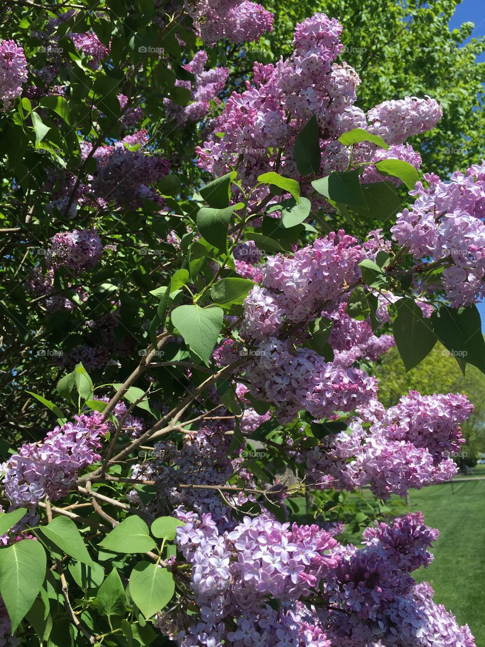 Lilacs in June